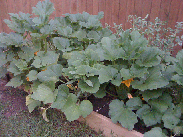 Gardening